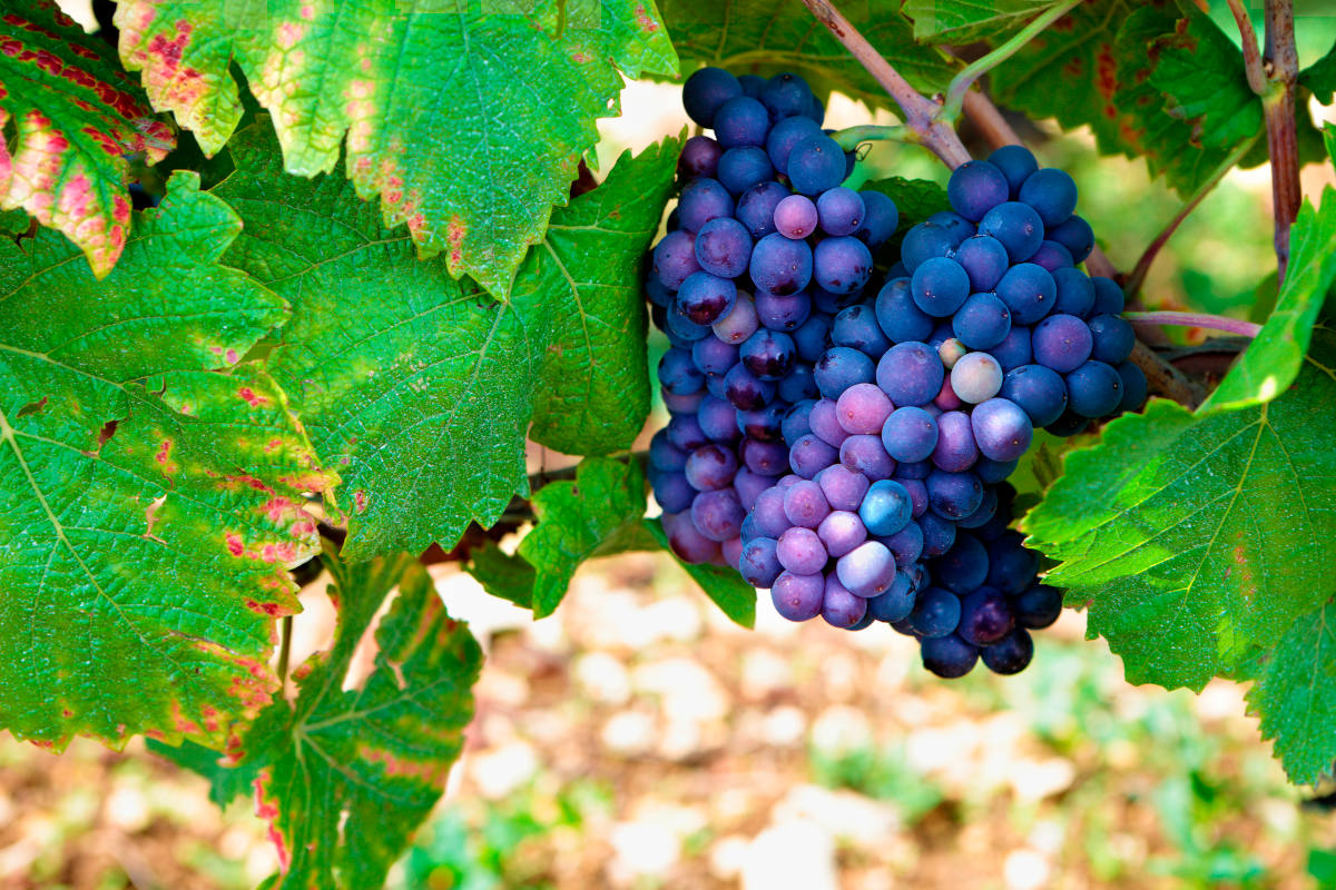 Pinot noir wine grapes on the vine in a Burgundy vineyard, France.