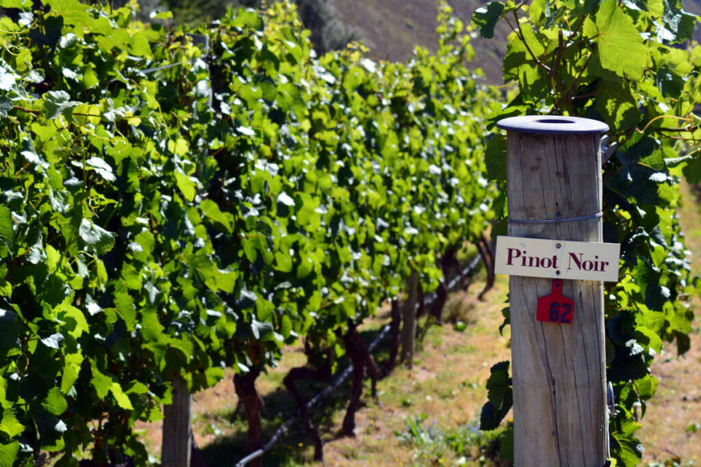 Pinot Noir sign on grape vines at vineyard.